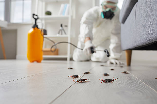 Trusted Cockroach Control service in Port Jefferson, NY - Nex Pest Control